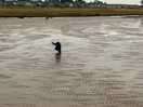 Dogs having fun
