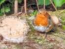 Several robins to watch hop around finding worms every day