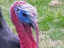 George de turkey op little trethvas campingplace.