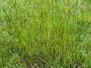 An example of the plant life growing in the grassed area where you are meant to put your awning!