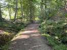 One of the woodland paths direct from the site.