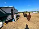 Alpacas free roaming all night and day, so cute!