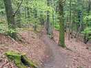 Forest walk
