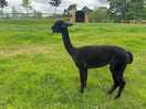 Alpacas