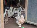 Most dangerous goose on the farm
