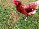 Equally friendly chickens!