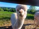 The resident alpacas