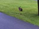 Wild rabbit