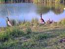 Resident geese & babies