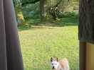 The view from the door into the beautiful trees