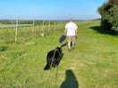 Our dogs enjoying the walk from the campsite to the pub