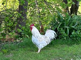 Chickens