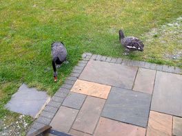Black swans were are pets for the weekend