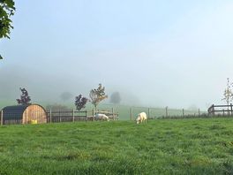 Foggy morning