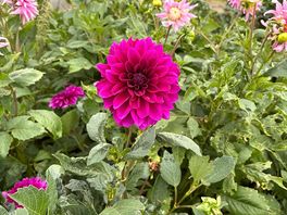 Lovely flowers on site.