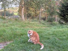 Onsite cat