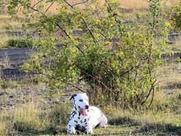 Off lead walk on the old airfield