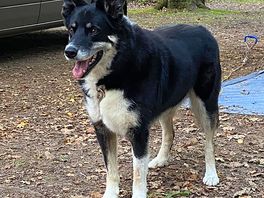 Merlin watches squirrels