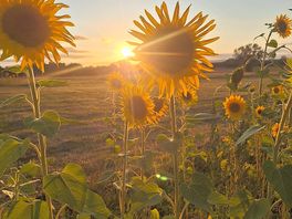 Sunflowers!