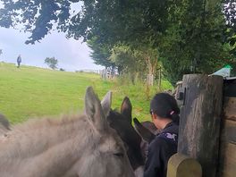 Playful donkeys
