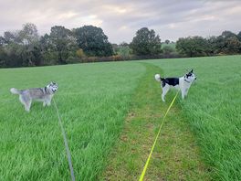 Plenty of dog walking fields