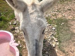Petting donkey