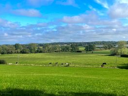 Cows right next to our tent set up