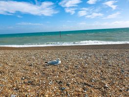Hastings beach, we swam!