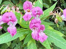 Wild flowers