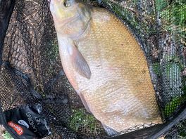 Bream