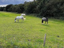 Neighbouring horses