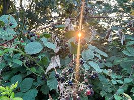 Blackberries