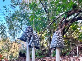 Lots of mushrooms on our walk