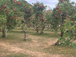 Beautiful orchard