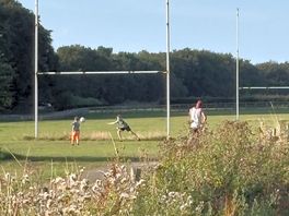 Loads of space for a game of football