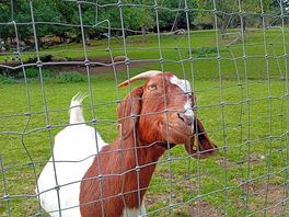 Animals on site