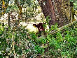 One of the beautiful calves in the field on the other side of the river