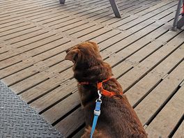 Skegness pier is dog friendly