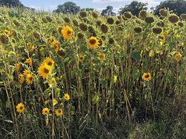 Sunflowers