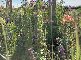 Edible garden