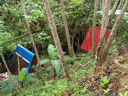Pods in the woodlands