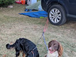 Dogs and planes
