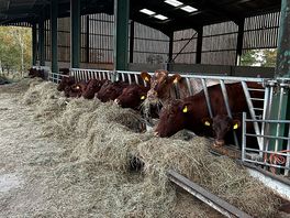 Animals available to see whenever