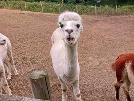 Alpaca