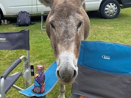 One of the friendly donkeys, they’re a bit cheeky though…. hide your food!