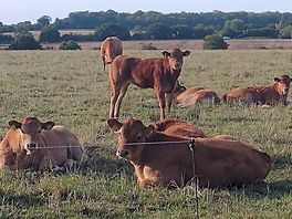 Neighbours