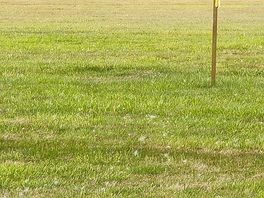Off lead dog