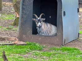 Mr goat