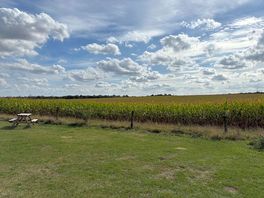 Cornfield