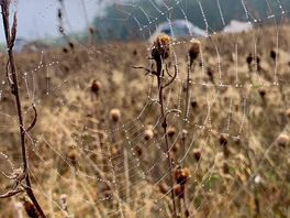 Lovely wildlife meadows